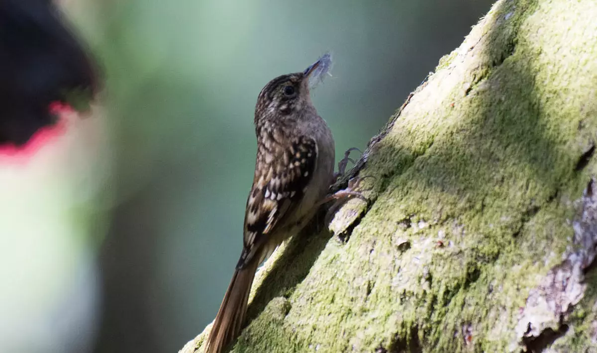 अरुणाचल प्रदेश पक्षी गणना के दौरान 97 विभिन्न पक्षी प्रजातियाँ देखी गईं