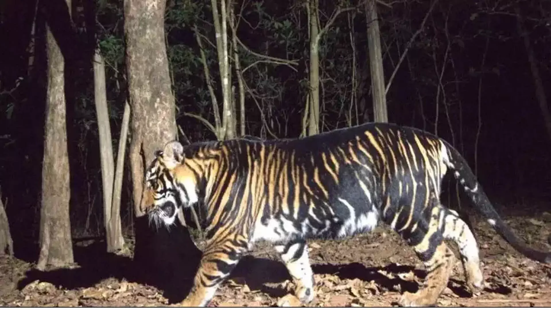 पेद्दापुरम गांव के पास दिखा बाघ, अलर्ट जारी