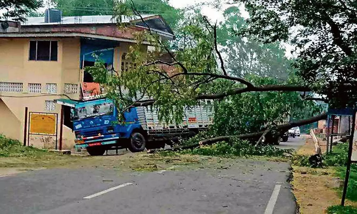 पालमपुर में झुके पेड़ों से खतरा पैदा हो गया