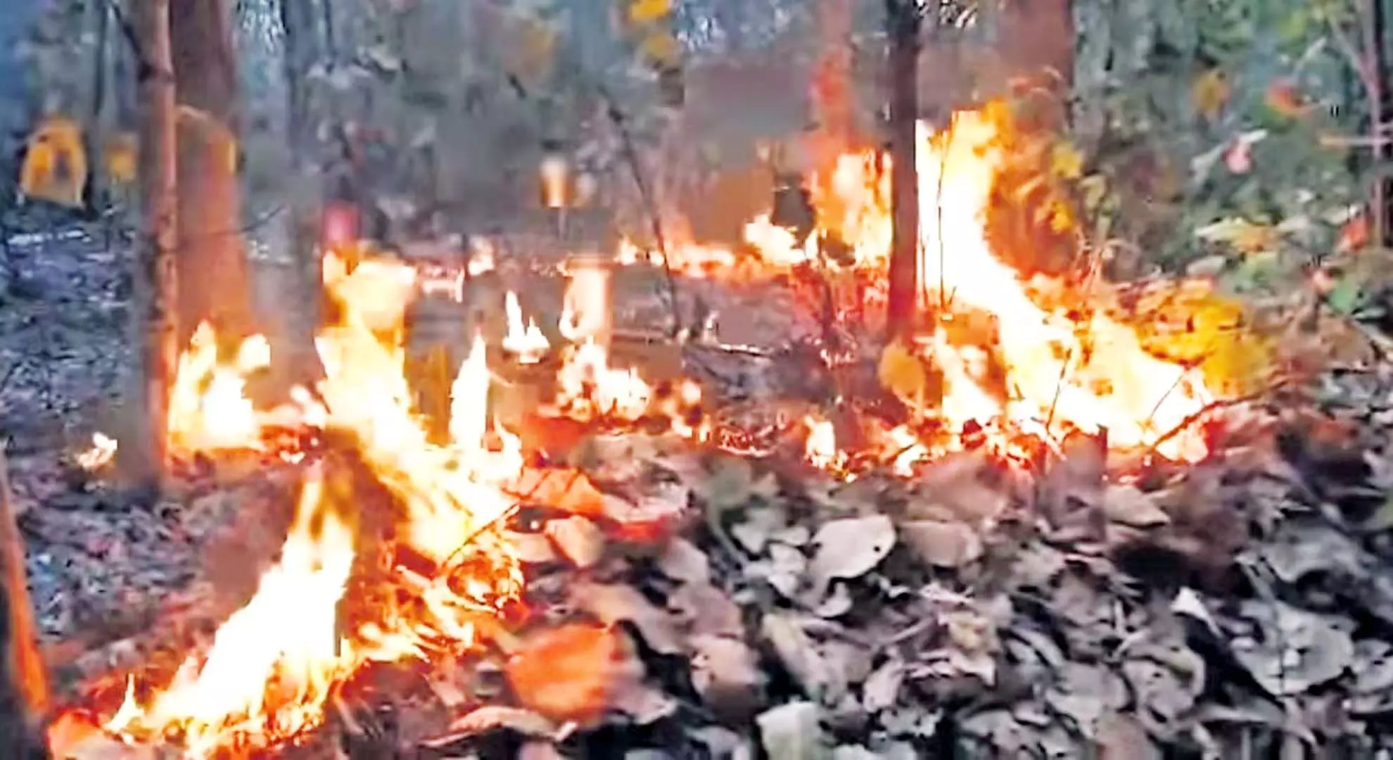 24 घंटों में ओडिशा के विभिन्न प्रभागों में 83 जंगल की आग के बिंदु पाए गए