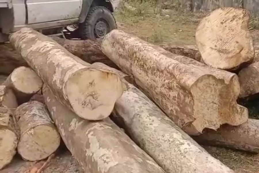 बिजनी वन में वन विनाश घोटाला उजागर, कार्यकारी अभियंता पर लगे आरोप