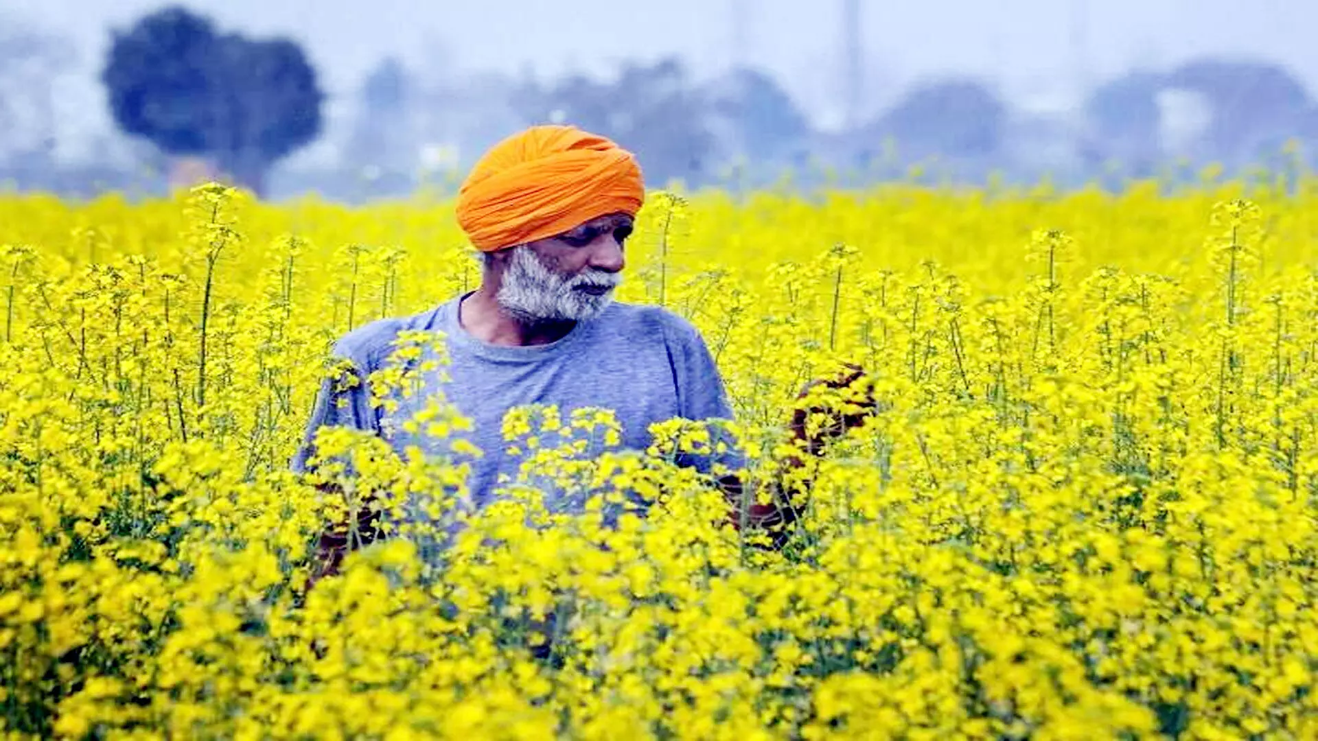 सरसों प्रक्षेत्र दिवस हुआ संपन्न