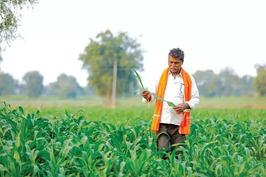 पंजाब में पीएम किसान के तहत लाभार्थियों की संख्या में एक साल में 45% से अधिक की गिरावट आई