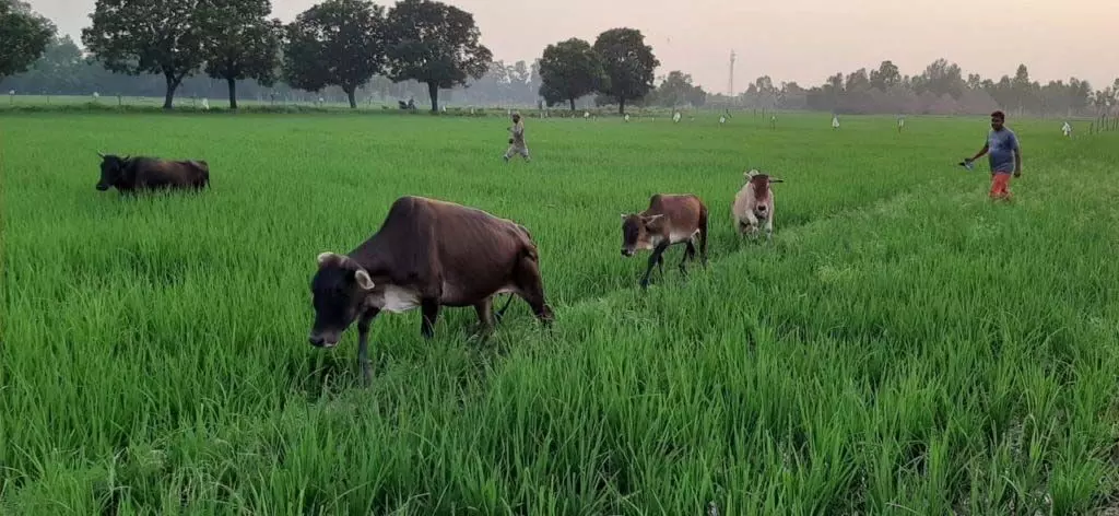 मध्य प्रदेश में जंगली जानवरों के आतंक से फसल बर्बाद, किसान हुए परेशान