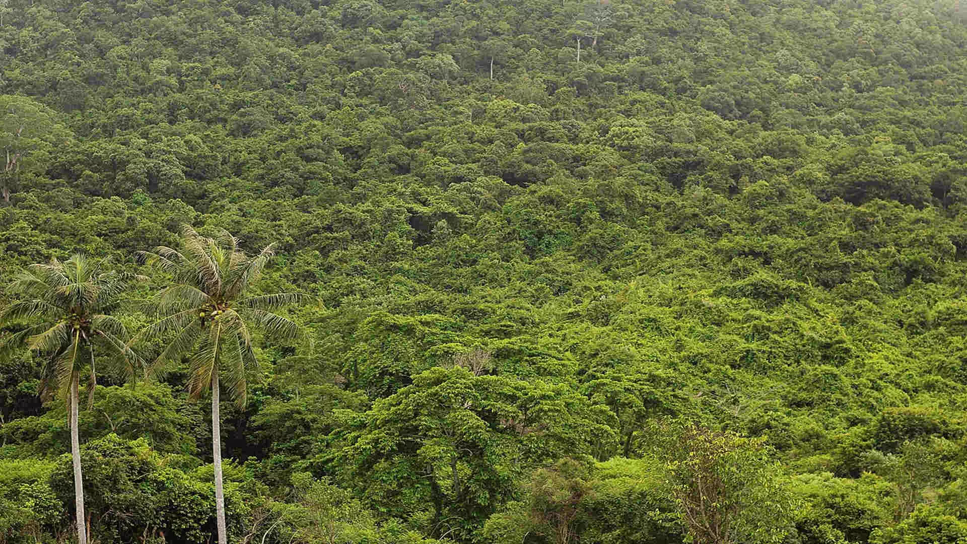 एनजीटी ने वन भूमि अतिक्रमण की रिपोर्ट पर केरल,कर्नाटक को पक्षकार बनाया