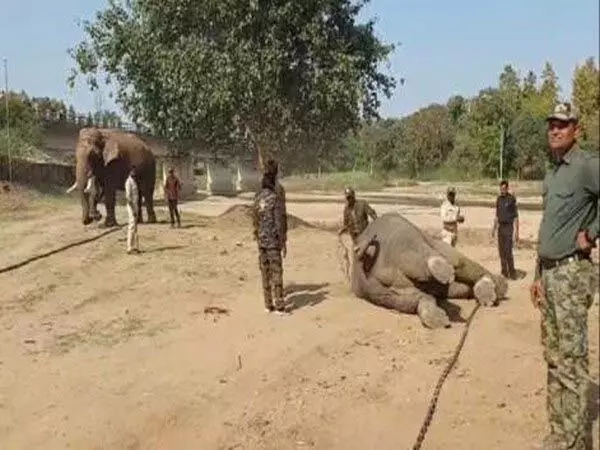 हाथी के हमले में व्यक्ति की मौत, वन विभाग की टीम ने हाथियों का बचाव अभियान शुरू किया