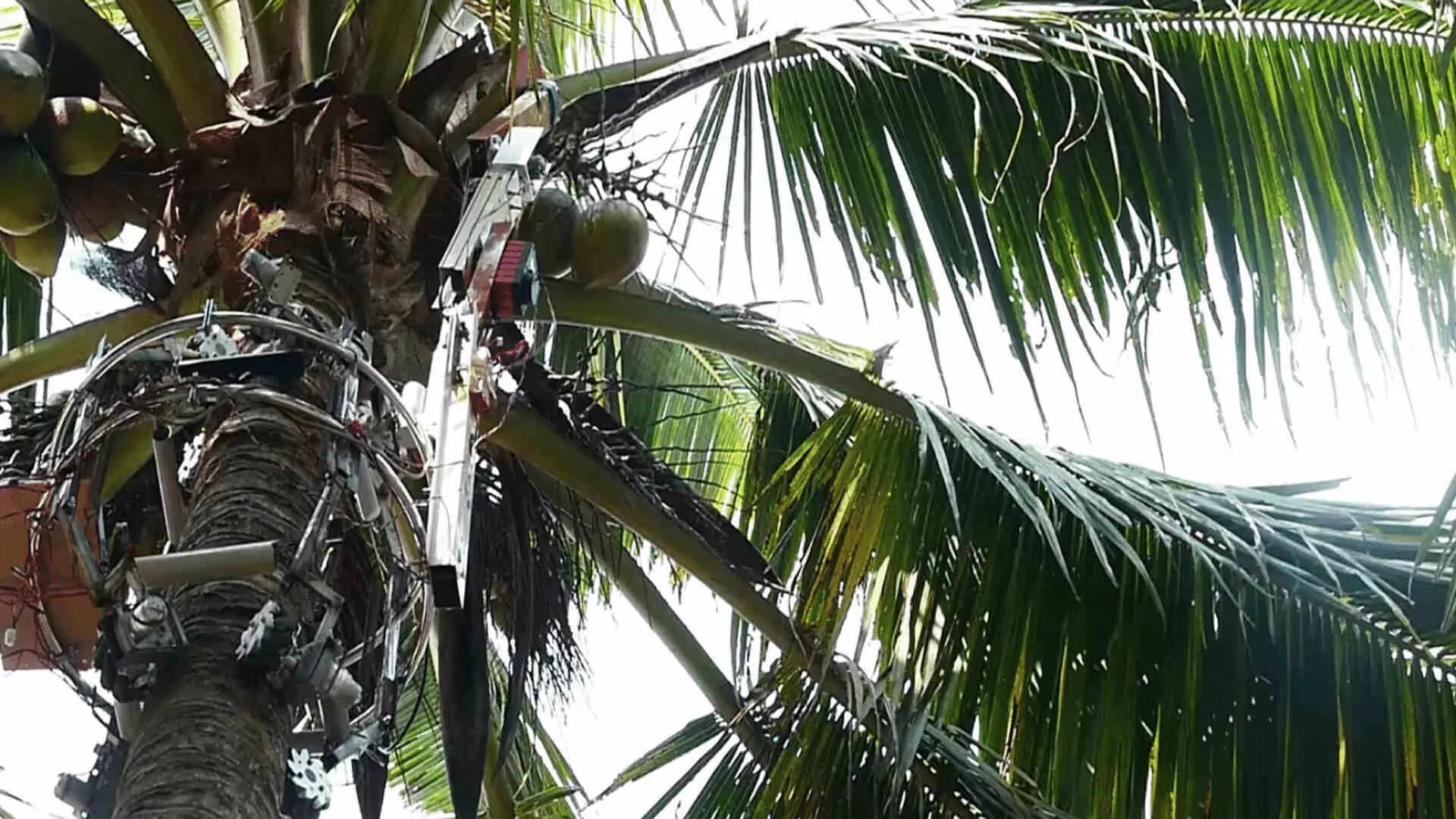 एर्नाकुलम स्थित स्टार्टअप का रोबोटिक टैपर नारियल किसानों को दे रहा लाभ