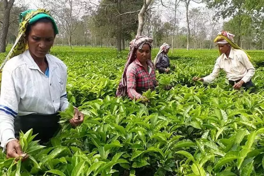 टीसीएस ने चाय उद्योग में क्रांति लाने के लिए नया ऐप  किया लॉन्च