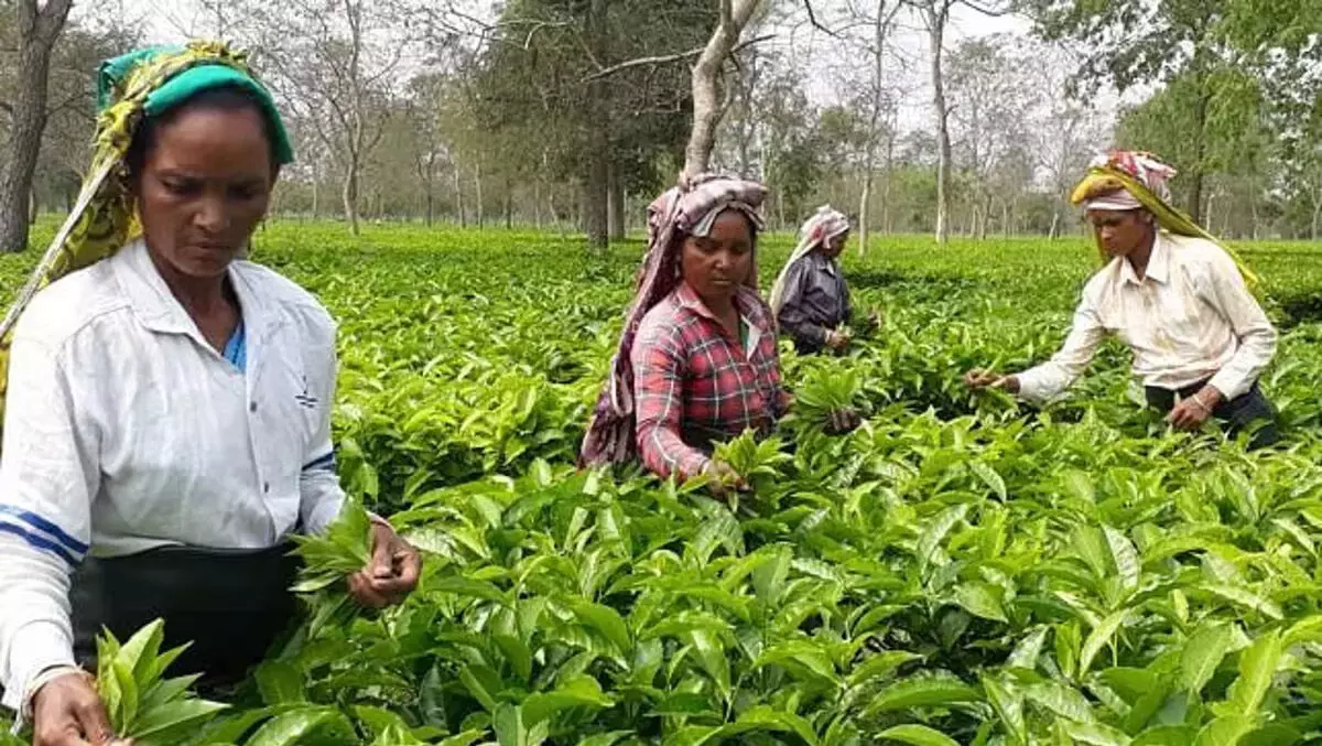 टीसीएस ने चाय उद्योग में क्रांति लाने के लिए नया ऐप लॉन्च किया