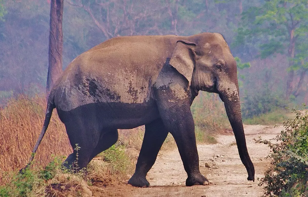 गोलपाड़ा में हाथी के हमले ने दंपत्ति की जान ले ली
