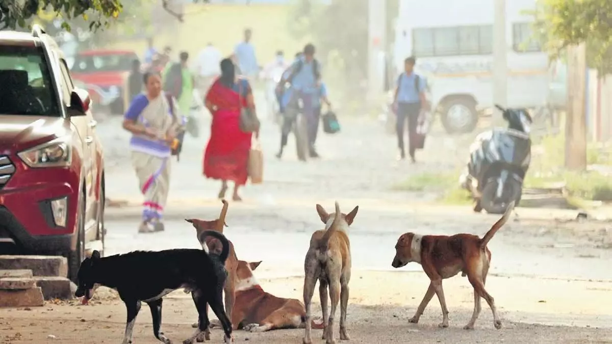 सर्वेक्षण- चेन्नई के रॉयपुरम क्षेत्र में आवारा कुत्तों की आबादी में 90% की वृद्धि हुई