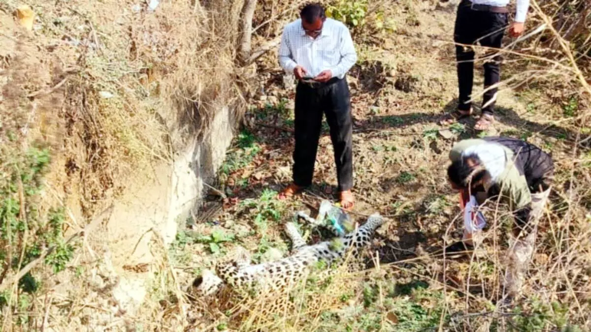 विदिशा जिले से गुजर रहे नेशनल हाईवे पर मृत मिला तेंदुआ