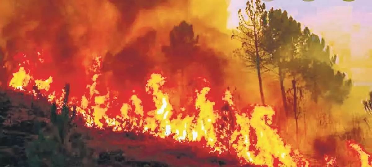 वास्तविक समय पर ट्रैकिंग, त्वरित अलर्ट वन विभाग को जंगल की आग के खतरे से निपटने में मदद