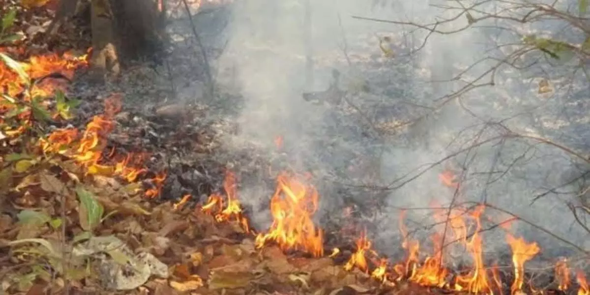 जंगल में आग लगाने के आरोप में व्यक्ति गिरफ्तार, 15 एकड़ जमीन जलकर खाक हो गई