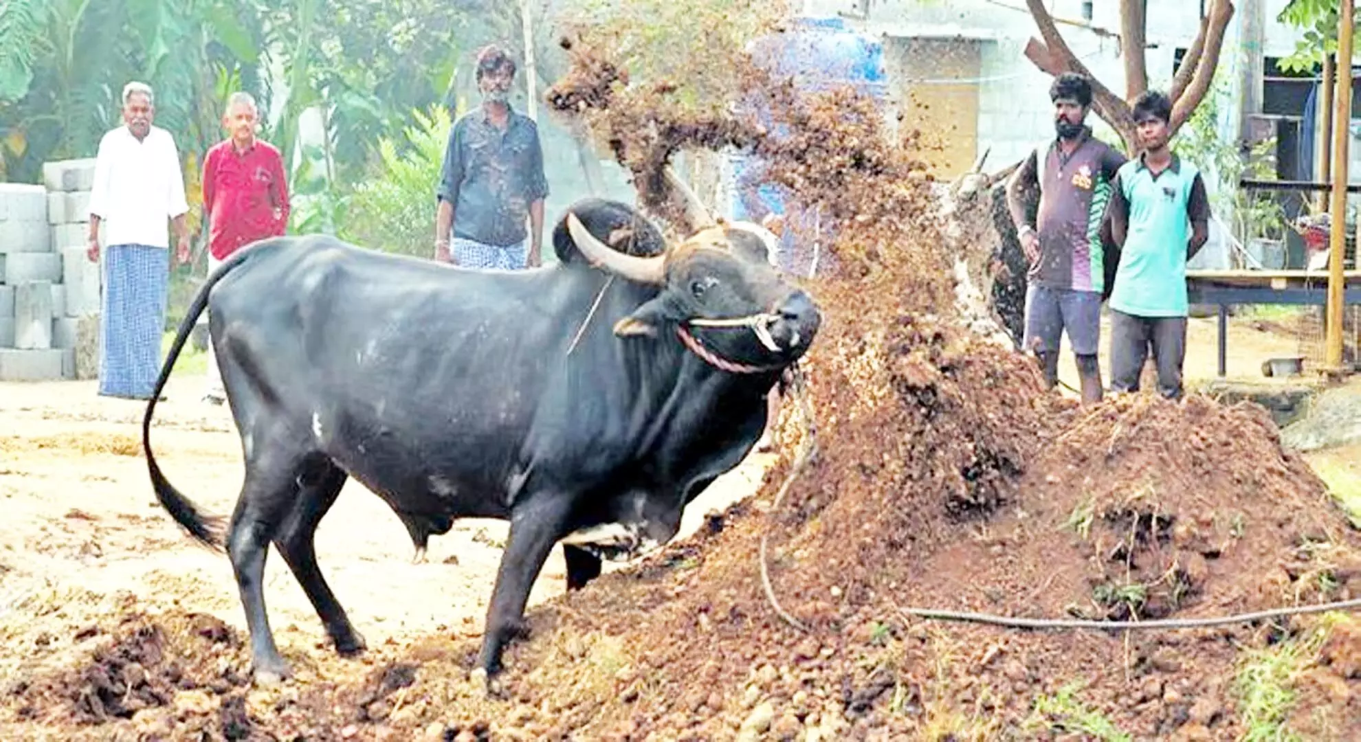 तमिलनाडु में अवैध बैल दौड़ में भगदड़ से 26 वर्षीय युवक की मौत