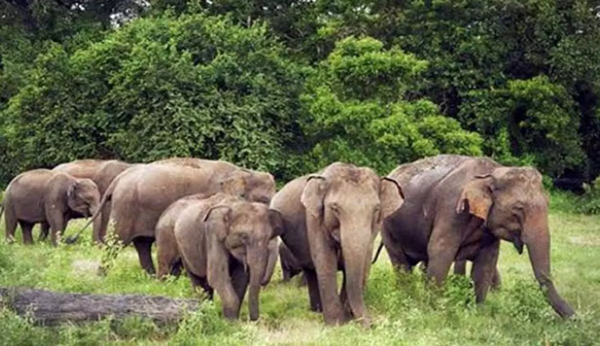 तीन लोगों की मौत, जंगली हाथी के आतंक से थर्राया इलाका