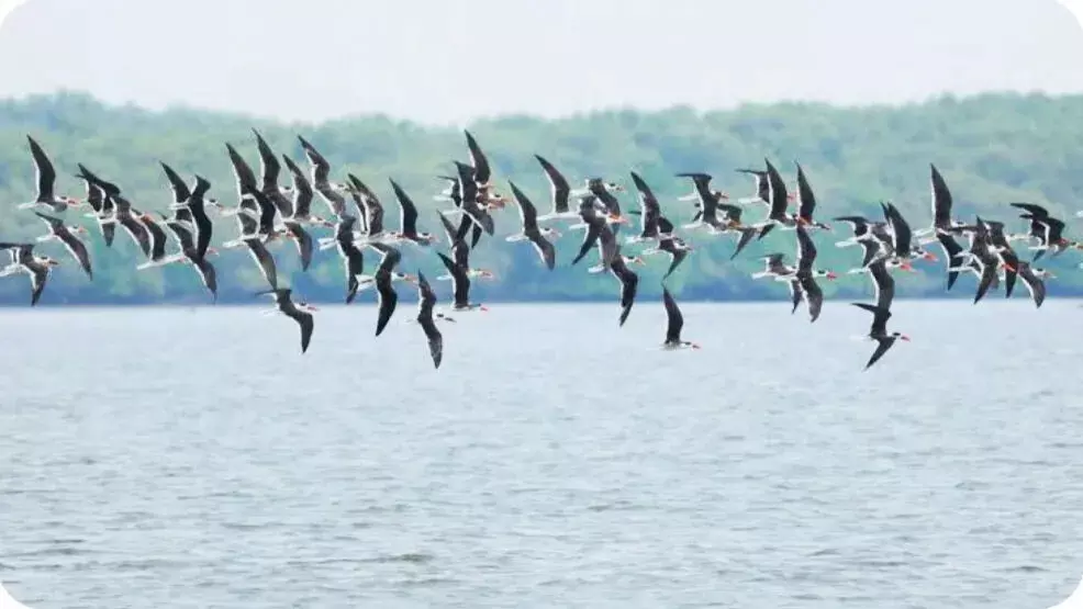 लोकतक झील में प्रवासी पक्षियों की संख्या 65% घट गई