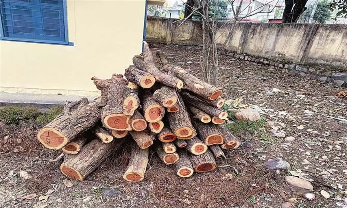 थुरल जंगल में खैर लकड़ी माफिया पर कार्रवाई