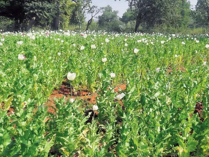 जोधपुर ग्रामीण में तस्कर अब खेतों में उगा रहे अफीम के पौधे