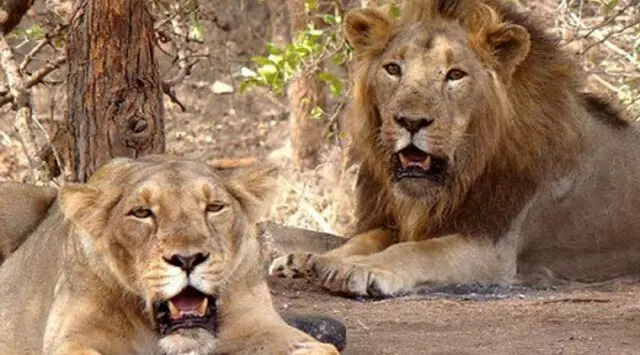 शेर के जोड़े का नाम अकबर और सीता रखने पर वन अधिकारी निलंबित