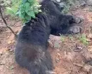 गांव से रेस्क्यू किए भालू की मौत