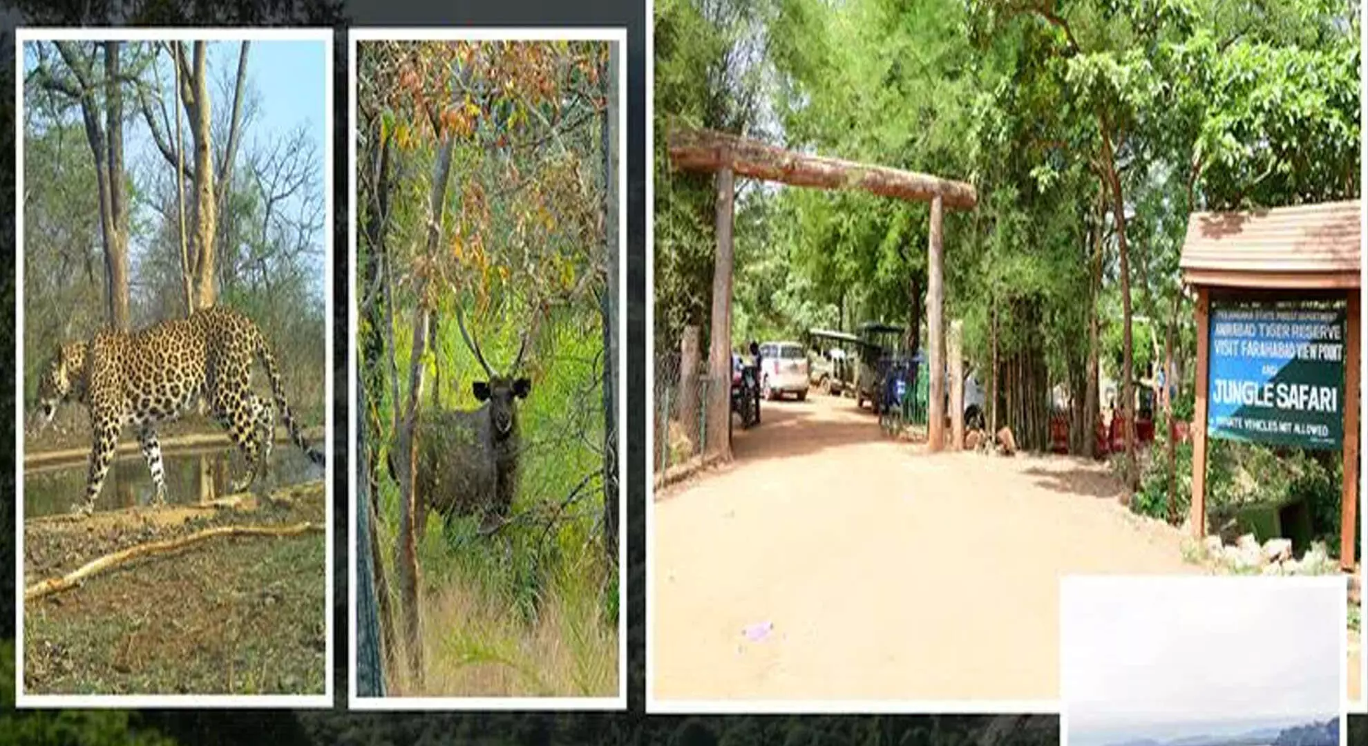 तेलंगाना में वन्यजीव अभयारण्य नए ग्रीष्मकालीन स्थल हैं | पोचारम, श्रीशैलम, अमराबाद
