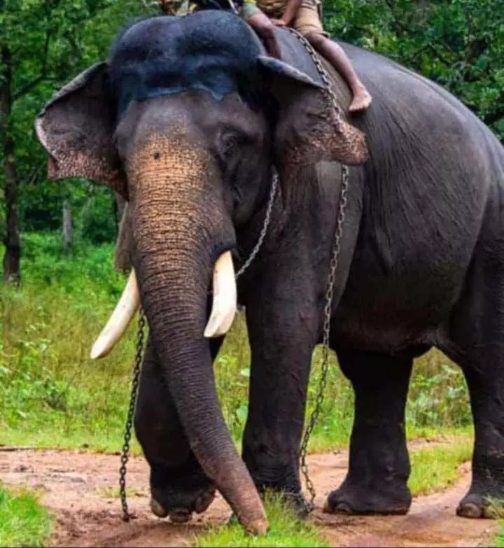 हाथियों में रहस्य का आभामंडल: डॉ. मोनिका रघुवंशी