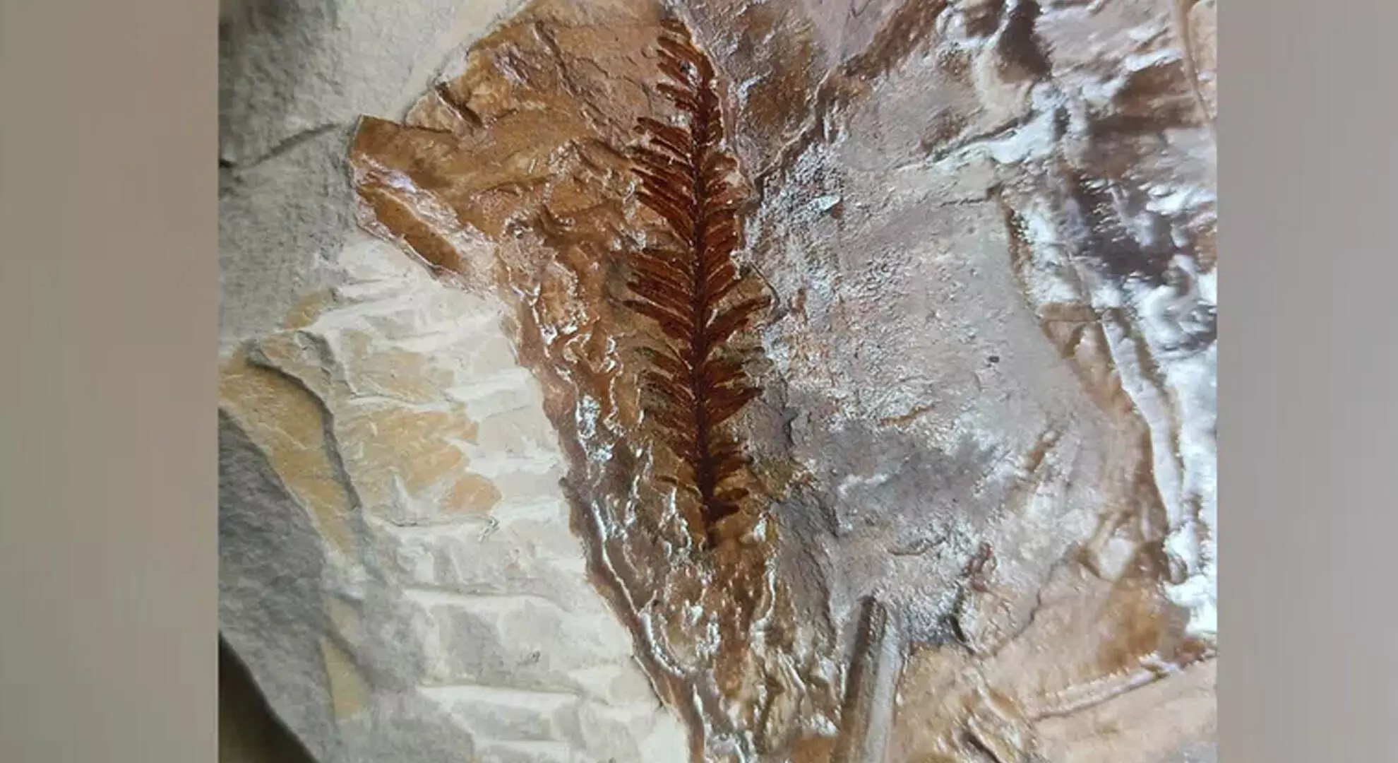 आसिफाबाद में 65 मिलियन वर्ष पुराने जीवाश्म की लकड़ी की खोज की गई