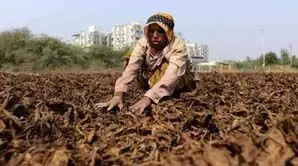 केंद्र ने आंध्र प्रदेश, कर्नाटक के तंबाकू किसानों के लिए राहत पैकेज की घोषणा की