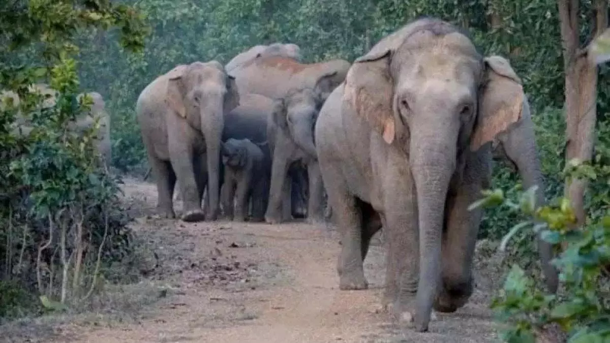 केरल में जगंली हाथियों का उत्पात, एक शख्स की मौत