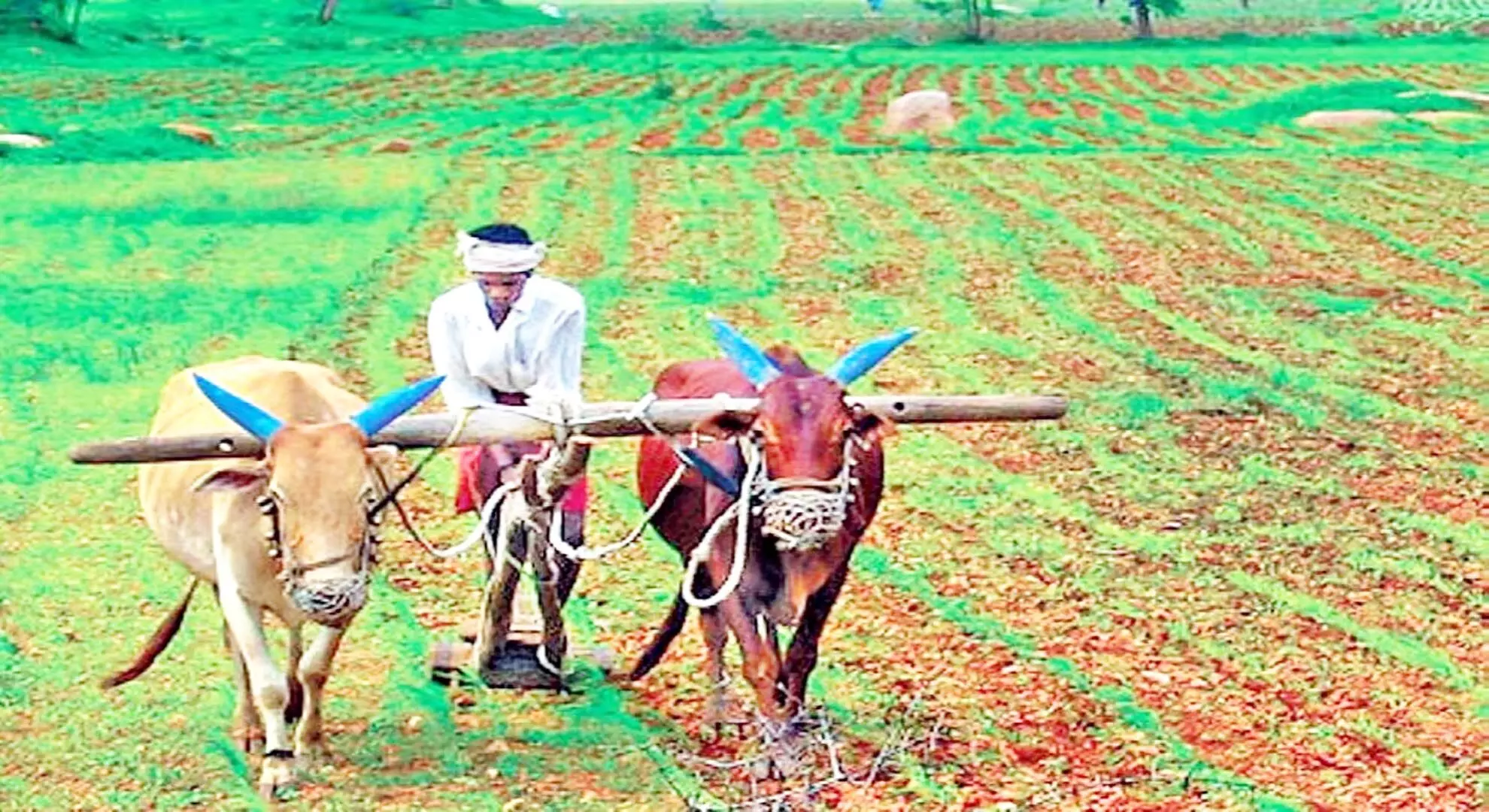 कर्नाटक: खाद्यान्न की खेती में गिरावट, उच्च लाभ वाली फसलें बढ़ीं