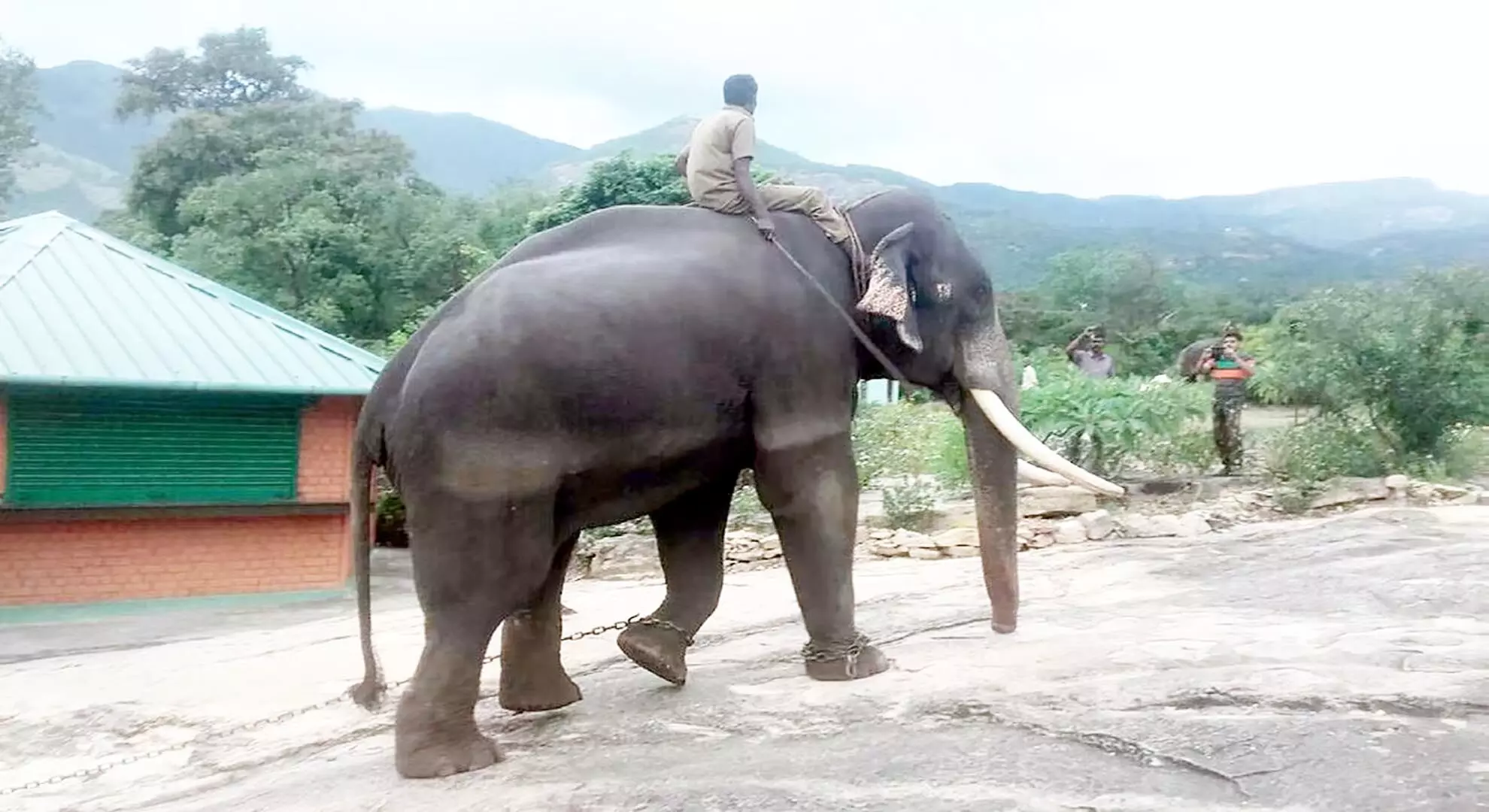 मुन्नार में ऑटोरिक्शा पर हाथी के हमले से एक व्यक्ति की मौत