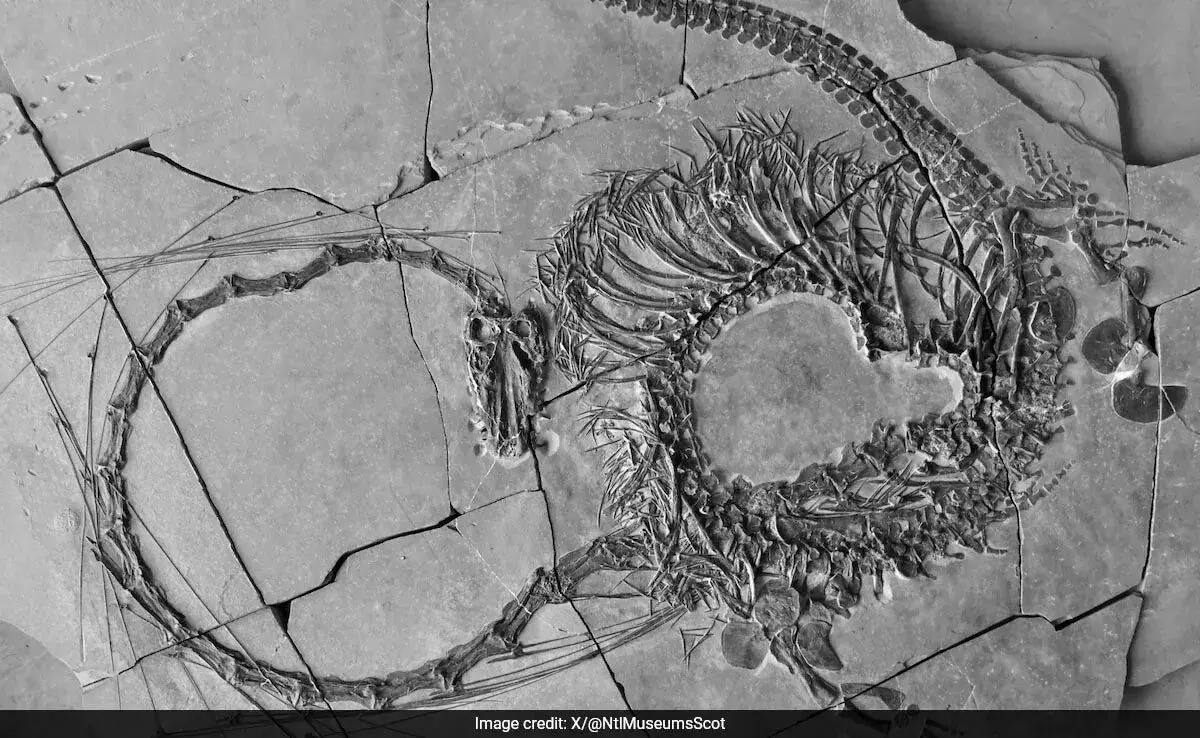 वैज्ञानिकों ने 240 मिलियन वर्ष पुराने चीनी ड्रैगन की खोज की