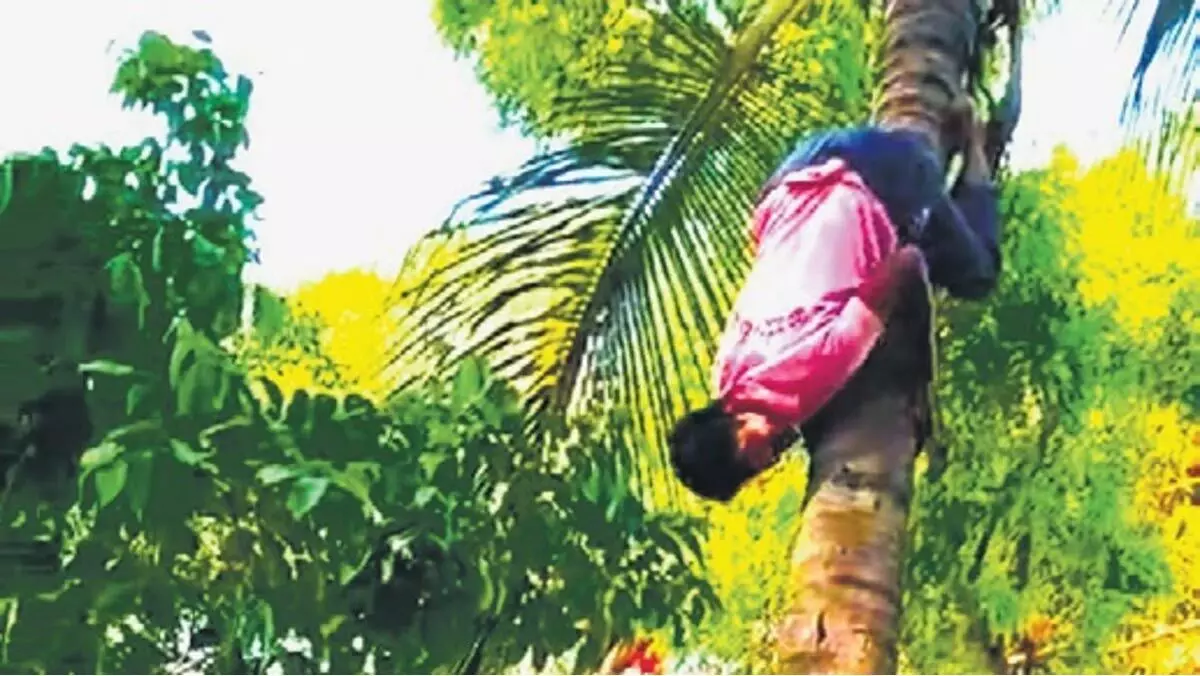 नारियल के पेड़ पर उल्टा चढ़ जाता है कर्नाटक का ये स्पाइडरमैन!