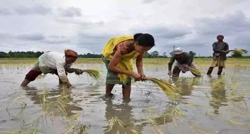 मंत्रिमंडल ने खरीफ सीजन के लिए 24,400 करोड़ रुपये की उर्वरक सब्सिडी मंजूर की