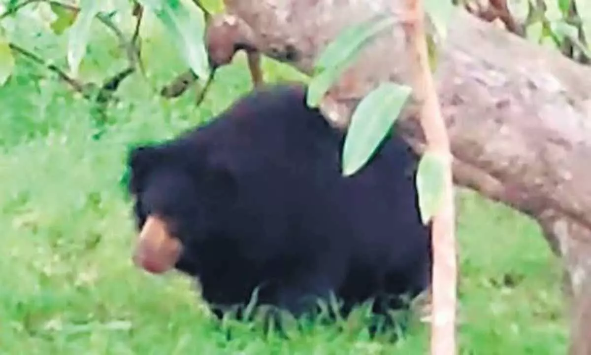 ओडिशा में भालू के हमले में बुजुर्ग घायल