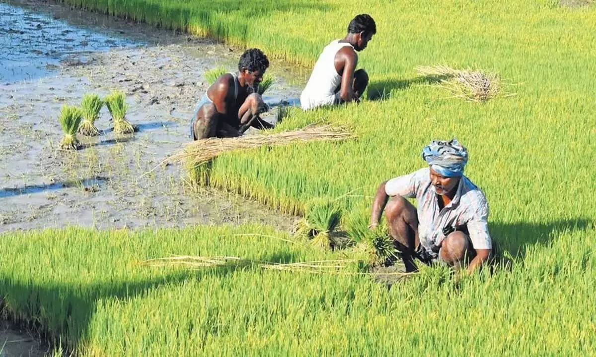 तमिलनाडु में तीन हरित किसानों के लिए नम्माझवार पुरस्कार