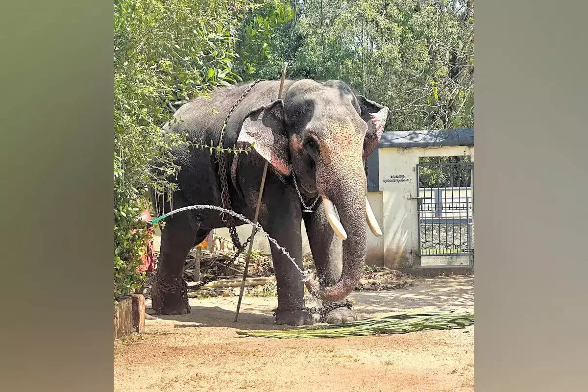 लापता महावत की वापसी के साथ ही टस्कर का दुख समाप्त हो गया