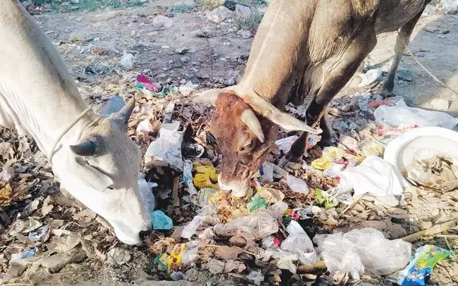 अपशिष्ट पदार्थ खाकर मवेशी हो रहे बीमार