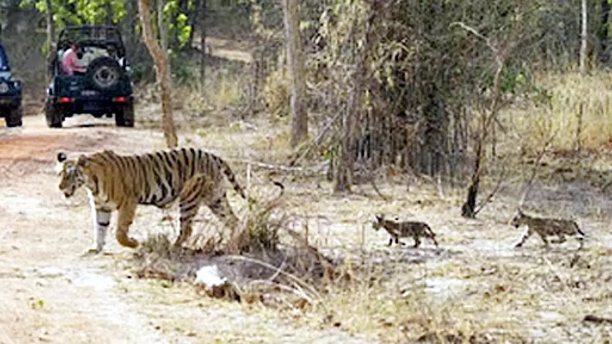 उमरिया : टाइगर रिजर्व क्षेत्र में बच्चों के साथ दिखे वनराज, पर्यटकों ने ली तस्वीरें