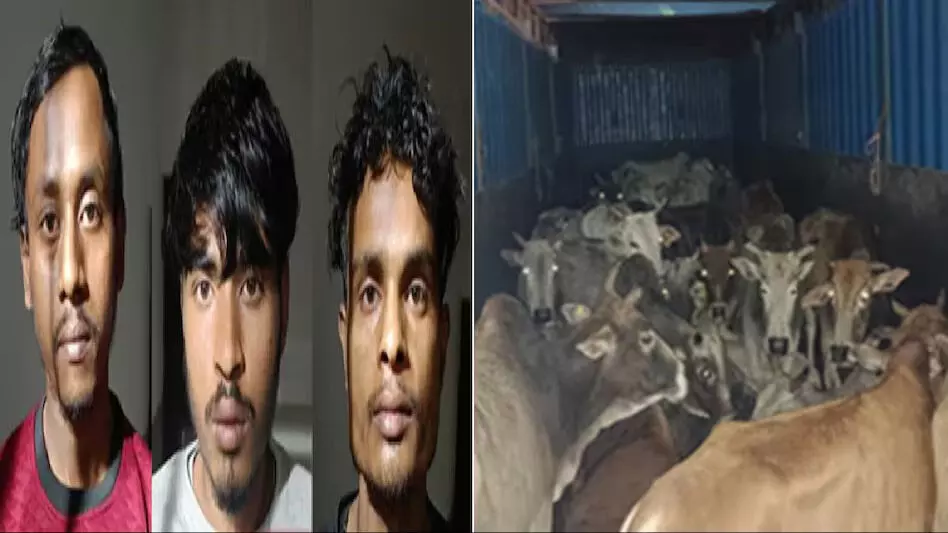असम पुलिस ने जोराबाट से 28 मवेशियों को बचाया, 3 संदिग्धों को पकड़ा