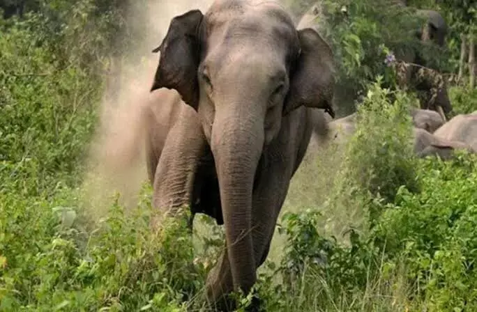 खेत से घर लौट रहे ग्रामीण को हाथी ने रौंदा, मौत