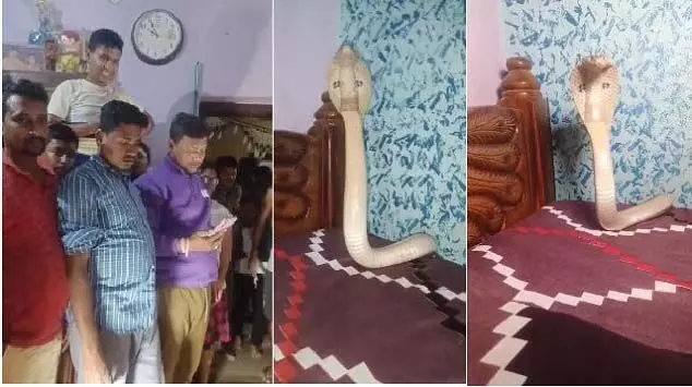 भद्रक जिले में घर के बिस्तर पर मिला कोबरा सांप