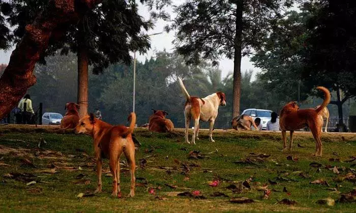 कंपनी बाग में आवारा कुत्तों और मवेशियों का राज होने से पर्यटक नाराज हो गए