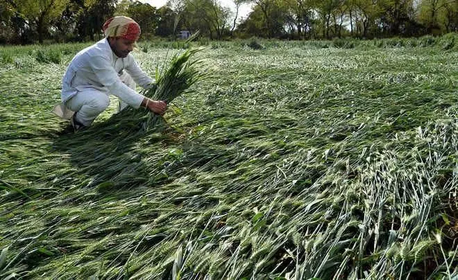 भारी बारिश और ओलावृष्टि से फसल बर्बाद होने पर तत्काल सहायता की मांग की