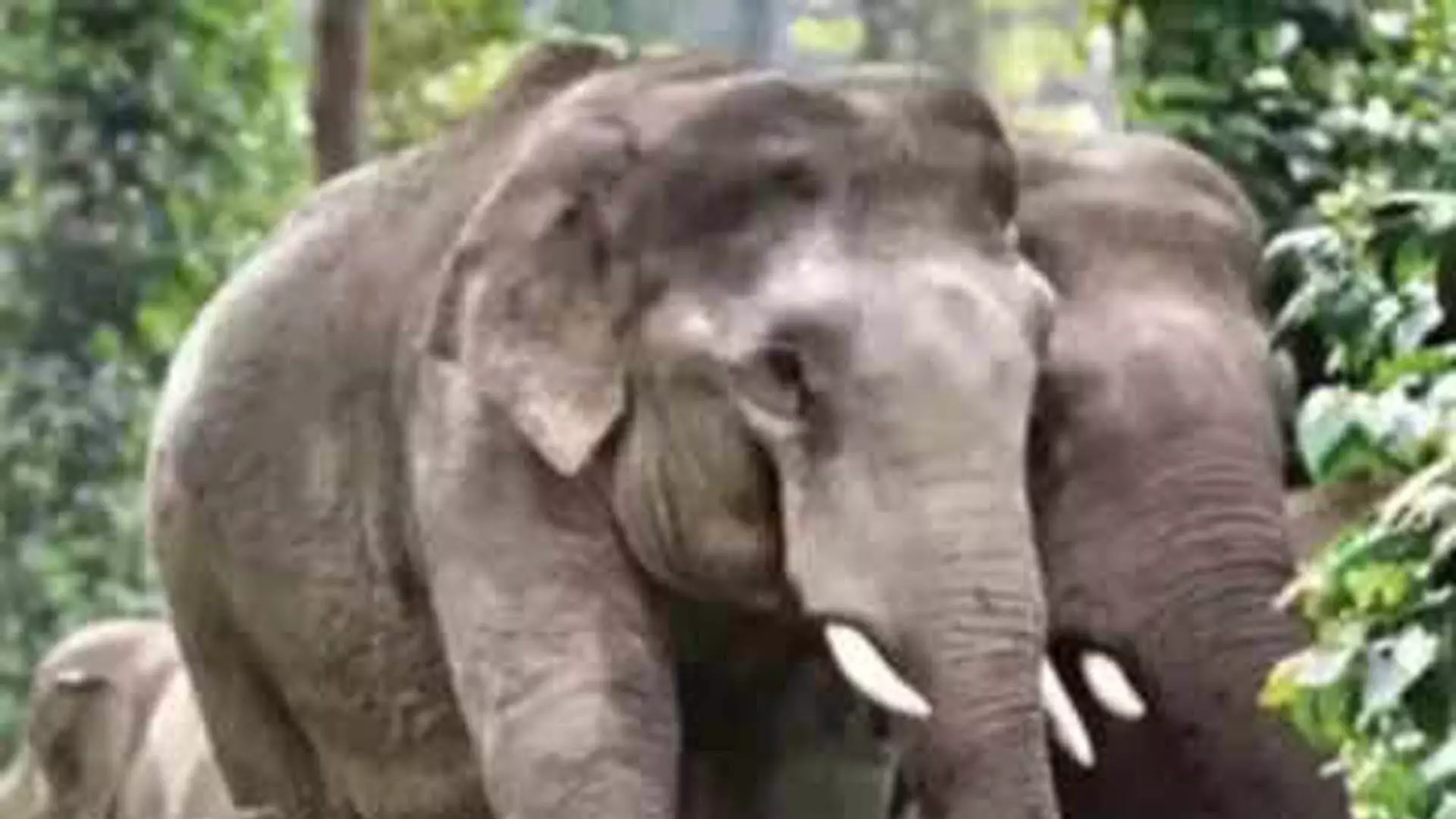 बंदूक से नहीं चली गोली, जनगणना के दौरान हाथी ने वन रक्षक को मार डाला