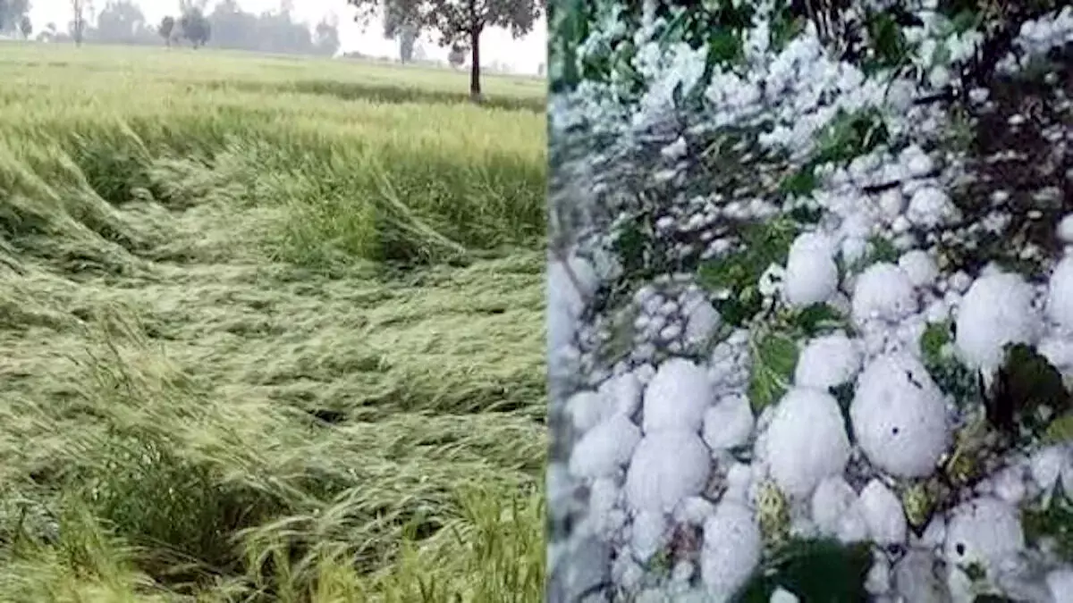 Haryana: बरसे ओले इन जिलों ज्यादा प्रभावित, फसलों को हुआ नुकसान