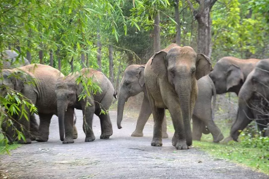 अलीपुरद्वार जिले के बक्सा टाइगर रिजर्व में हाथी के हमले में जनगणना ड्यूटी पर तैनात वन रक्षक की मौत