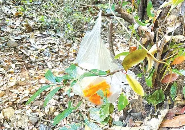 प्लास्टिक के ढेर, कूड़े के ढेर कोटिगाओ वन्यजीव अभयारण्य में अपना रास्ता तलाश रहे