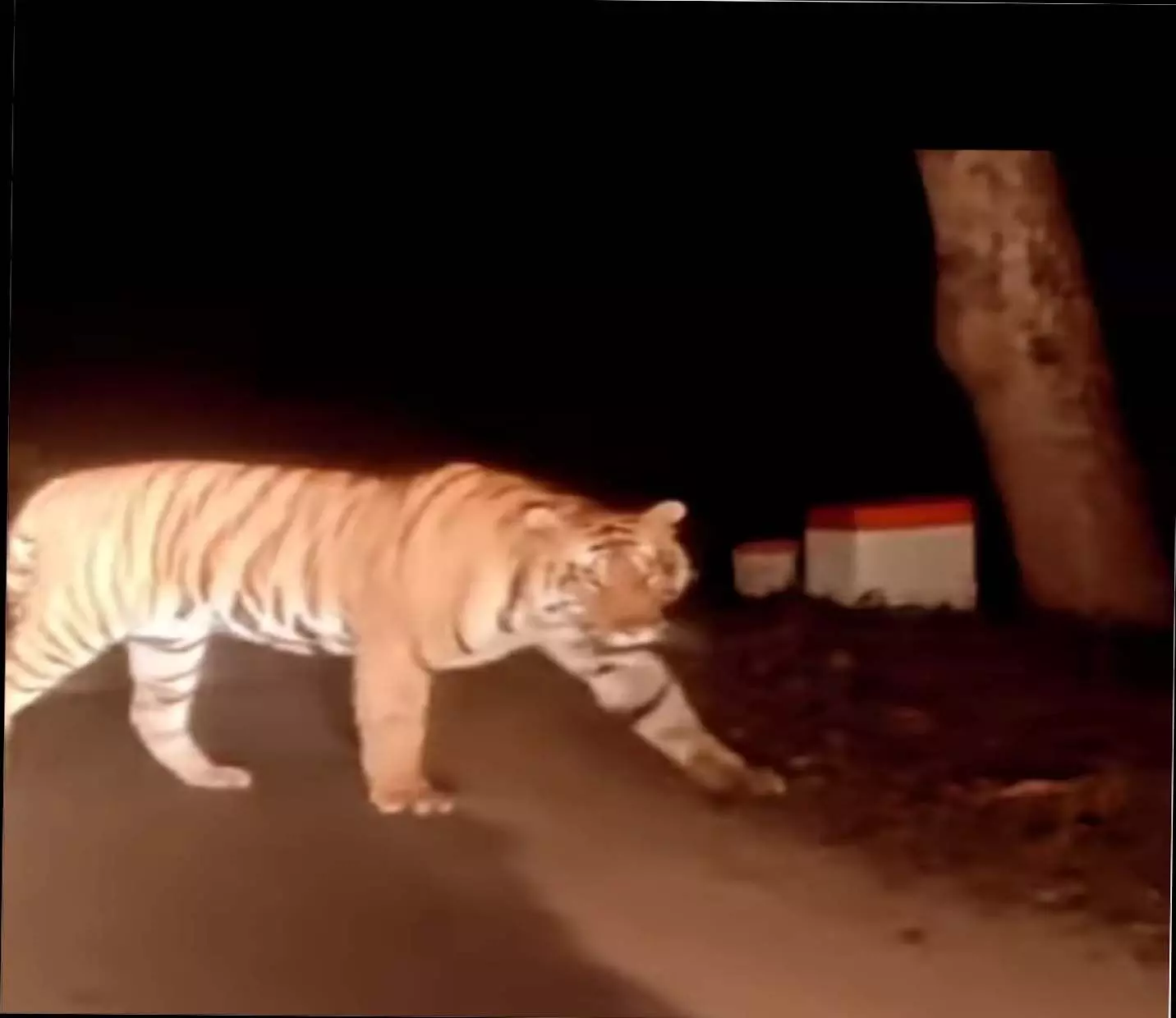बाघ के दस्तक से ग्रामीण दहशत में 25 मिनट तक घूमती रही बाघिन